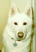 Chama the Dog